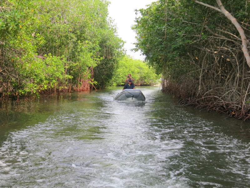 Baru Mangroves