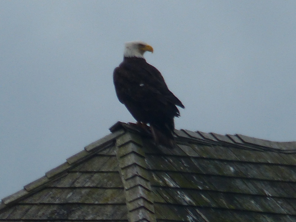 Bald Eagle