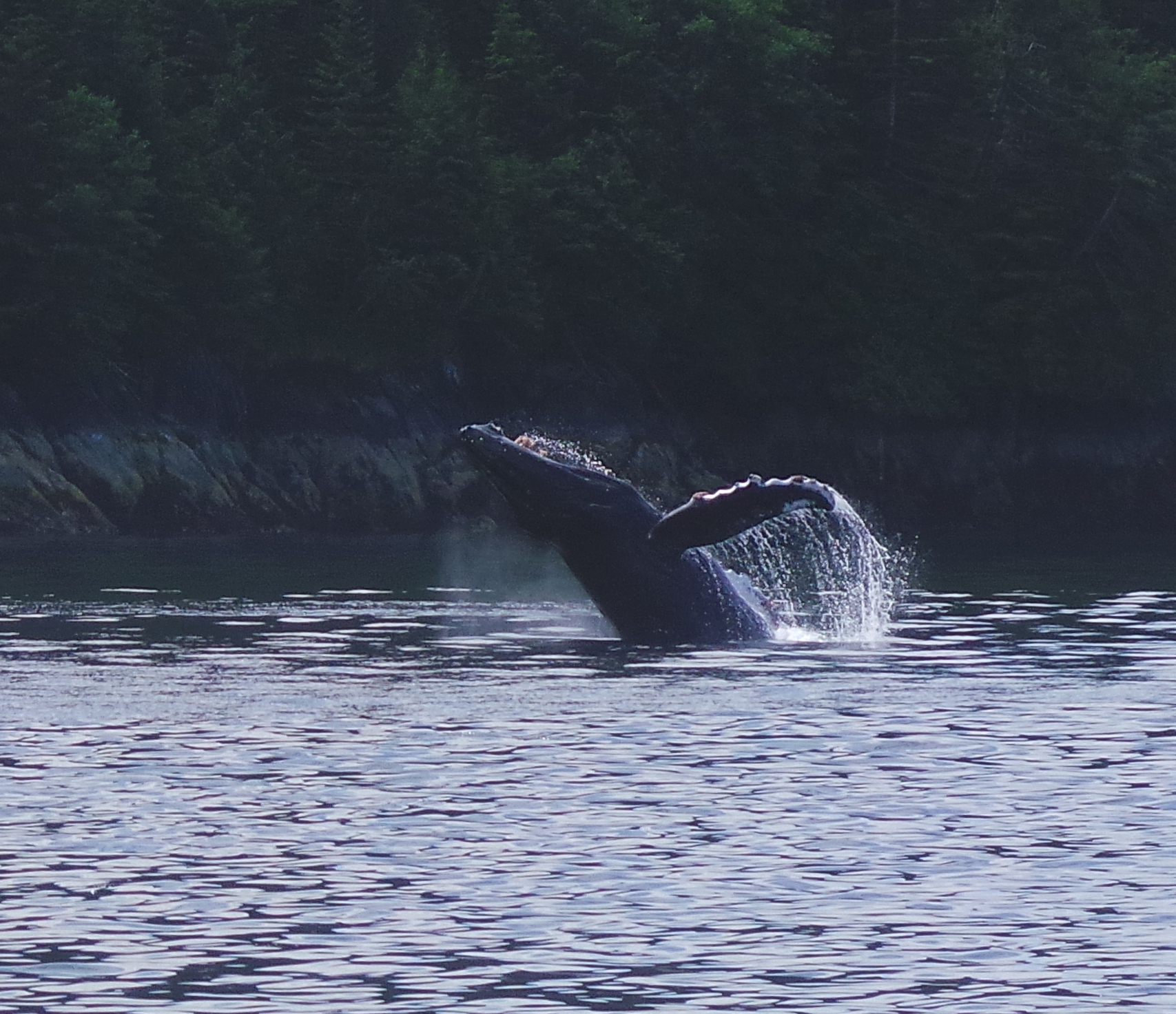 Humpback Breaching
